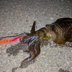 久しぶりの舞鶴釣行